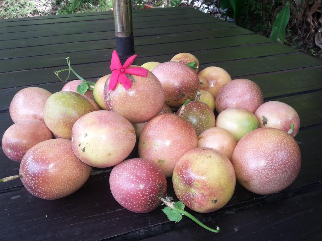 סאבוסאבו Gecko Lodge Fiji מראה חיצוני תמונה